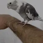 بغبغاء كروان