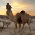 بعير فحل كفو