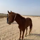 تدريب ركوب خيل على طريقة المواكبه