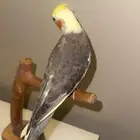 للبيع كروان اليف وهدد بسعر مغري 200ريال