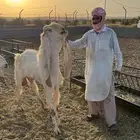 غنم هولنديه صنف