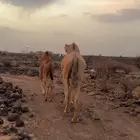خلفه حدرها بكره مسوح