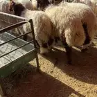 نعيم خرفان هرفى