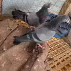 حمام باكستاني و جولدن