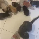 قطط للبيع