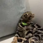 قطة سكوتش فولد بيور