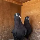 حمام قطايف