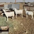 معزا بيشيات للبيع