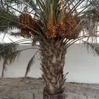 نخل للبيع صفري