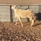 خروف صنف فحل