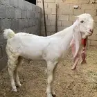 تيس ابرص