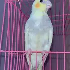 كروان صغير للبيع