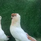 هلمت توب