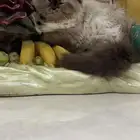 قطط للتبني