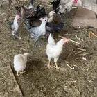 شرط الصحه العدد 9 العمر 4شهور ونص