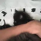 قطه مفقوده