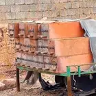 خلايا نحل بلدي