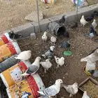 حمام بلدي و زاجل وكشكي مخلط مع الشبك والسطول