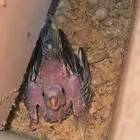 المرور القديم
