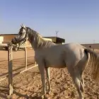 مهر للبيع التسجيل على الشاري معسوف والمهر حار