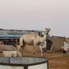 ركبي - رحول ابل