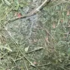 برسيم شد كلاس