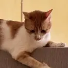قطة بلدية للتبني مع كيتنز عيالها
