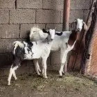 عناق وجمده كفو بيشيات