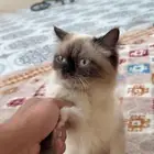 قطو هملايا