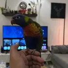 لوري اليف
