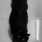 قطط