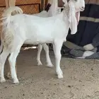 جفار صنف