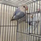 ببغاء روز للبيع