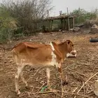 بقره بلدي