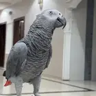 ببغاء كاسكو اليف جدا و متكلم