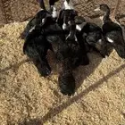 صيصان بط مصري