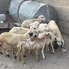 فران تربيه العدد 9 فيهم واحد ذكر