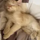 قطو شيرازي