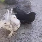 حمام رقاص جوز للبيع