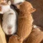 قطط تبني بلدي. أعمارهم ثلاث ايام