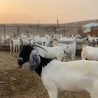 ماعز بيشيات المظيلف دوقه