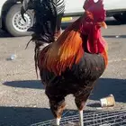 ديك عربي للبيع