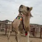 للبيع ناقه مميت