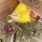 جوز روز منتج ومعه فرخ علئ السوم