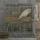 روز اليف هدد نشبه