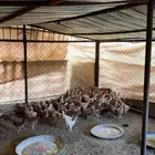 فروخ عددها 100