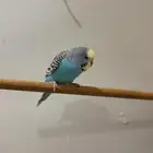 للبيع ببغاء الباجي اليف