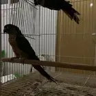 للبيع جوز كنيور يلو سايد