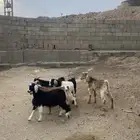 تيوس فل شحم