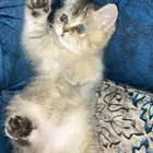 قطوه أنثى للبيع العمر شهرين .